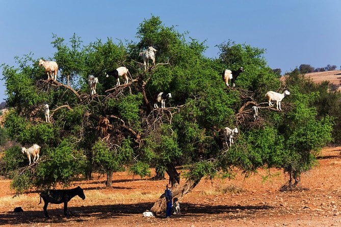 Argan Forest Tour