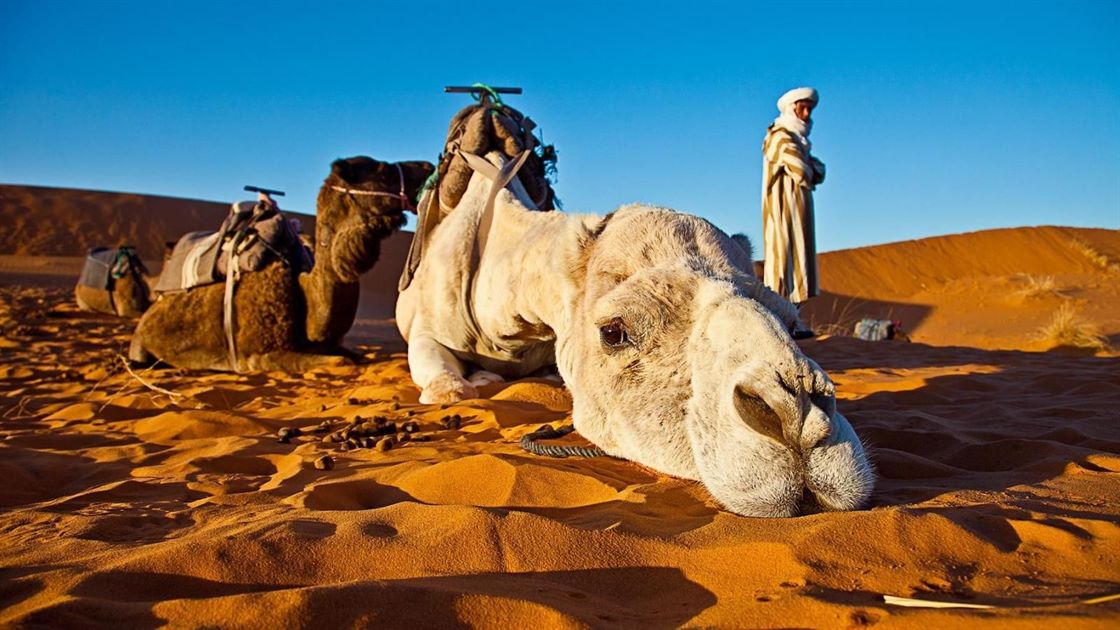Camello en el desierto del Sahara